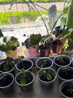 Madagascan jewel plant grown from seed in 2.1x3’ plastic container